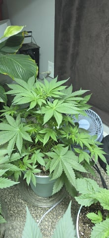 First GROE — vegetative, day 11
