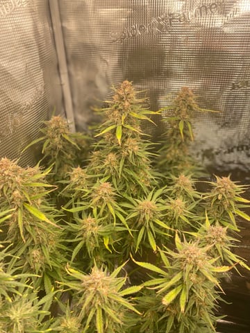 Auto Run #1 2025-2026 — flower, day 89