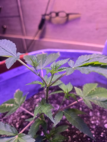 Looking for advice! — vegetative, day 2