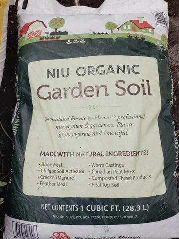 Cherry Bacio — grow_setup, day 1