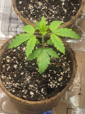 My first batch of medication — vegetative, day 26