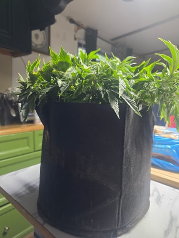 first grow — vegetative, day 20