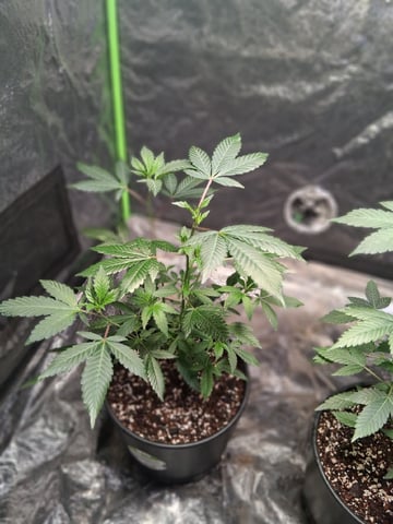 S&D  First Grow — vegetative, day 10
