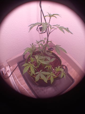 FKAFL — vegetative, day 11