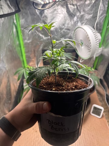 Second Indoor (all Clones) — vegetative, day 1