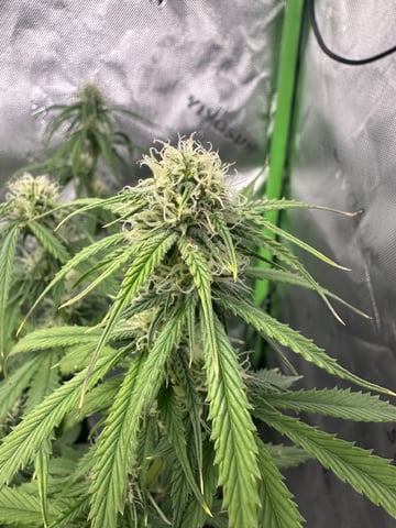 Pine (Auto) 2025 - 0 — flower, day 64