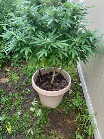 Outdoor  — flower, day 1
