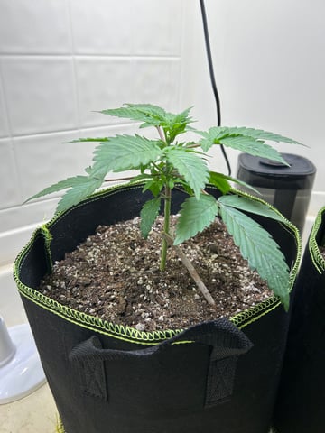 12 assed raven — vegetative, day 34