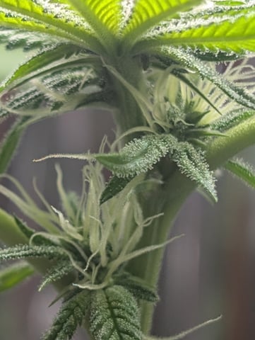 B E A utiful  — flower, day 77