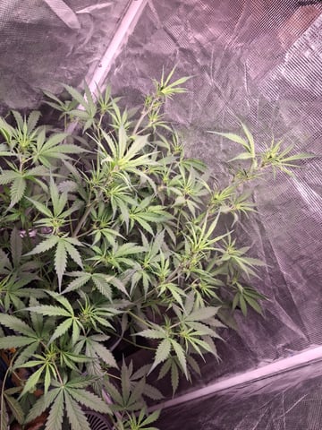 critical Mass  — flower, day 55