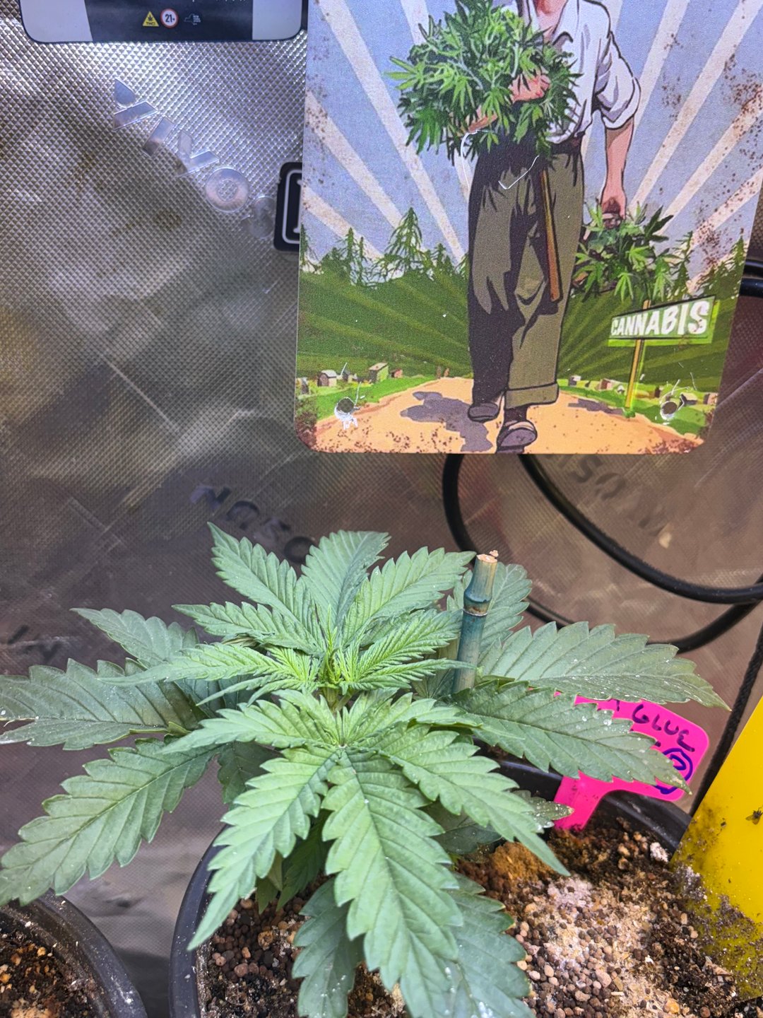 Grimm Glue by Brothers Grimm Genetics 