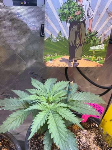 Grimm Glue by Brothers Grimm Genetics  — vegetative, day 1
