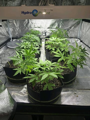 3rd Auto Grow — vegetative, day 49