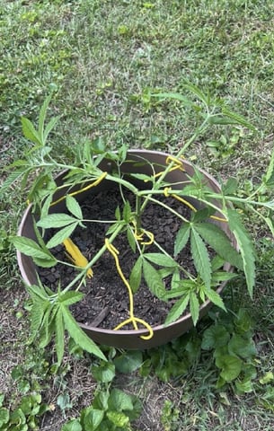 2026 Outdoor — vegetative, day 48