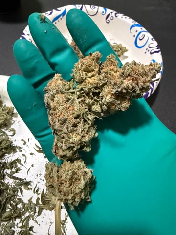 Green Gelato — done, day 134