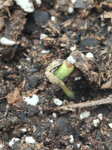 Do Si Dos -Cookies — grow_setup, day 1