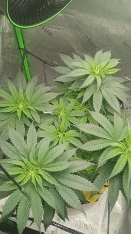 Critical Purple Kush — flower, day 89