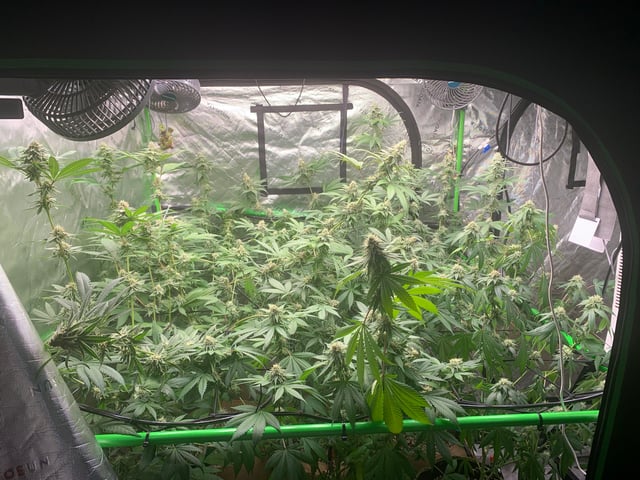 Papaya Frosting  — flower, day 105