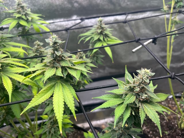 My First Four — flower, day 103