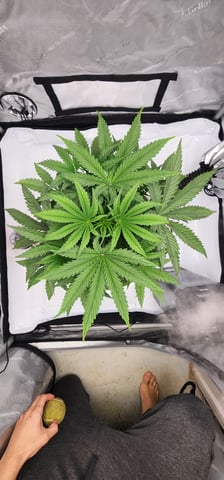 1st grow Dr. Nefario — vegetative, day 31