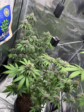  Trying to go big — flower, day 125