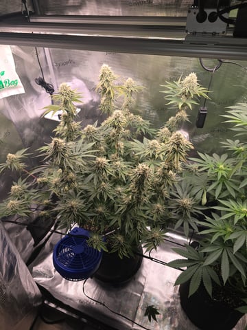 Northern lights #10 (Alaska) — flower, day 75