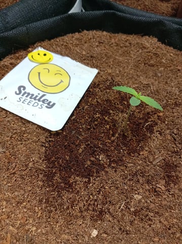 Strawberry Banana Auto  — seedling_rooting, day 17