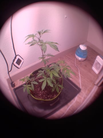 FKAFL — vegetative, day 11