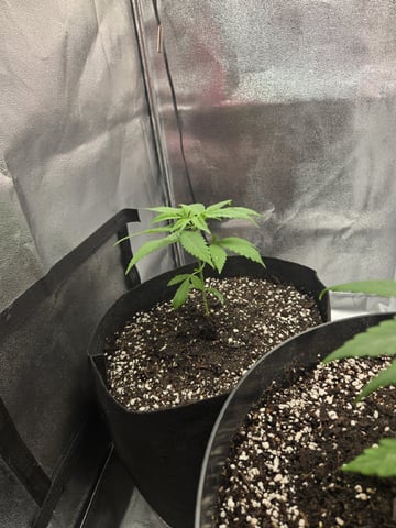 first grow second plant  — vegetative, day 25