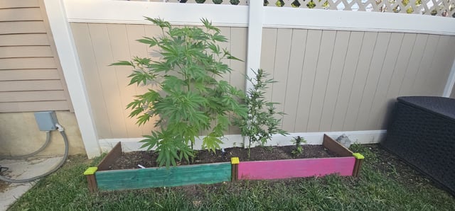 Putple Lemonade — vegetative, day 1