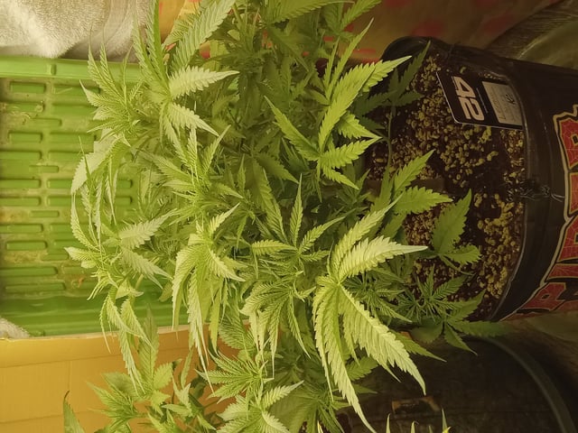Blueberry critical kush x purple peyote wifi  and one L.a kush cake . — flower, day 31