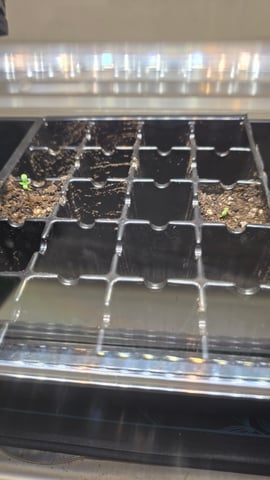 Original 1990 genetics  — germination, day 4