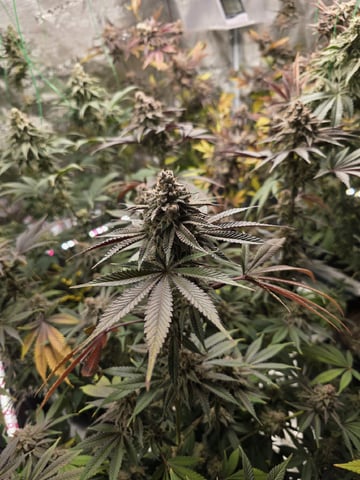 Acapulco Gold  — harvest, day 121