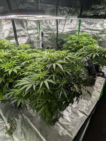 Acapulco Gold  — flower, day 64