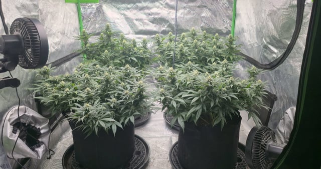SBJ Clones — flower, day 93