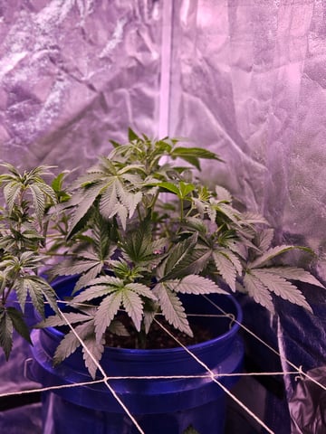 gary poppins — flower, day 51