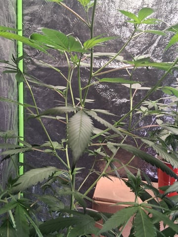 S&D  First Grow — vegetative, day 40