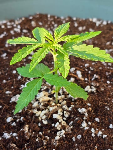 Green Gelato Auto — seedling_rooting, day 15