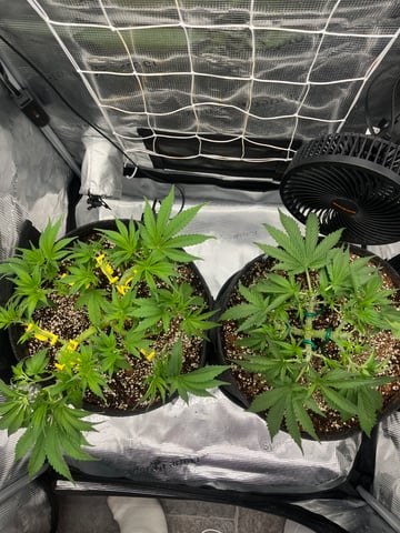 Gorilla Zkittlez & RS #11 — vegetative, day 41