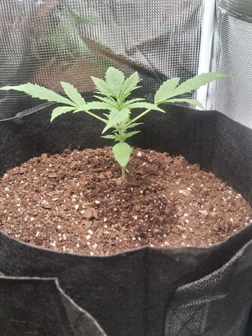First Indoor Grow  — vegetative, day 19