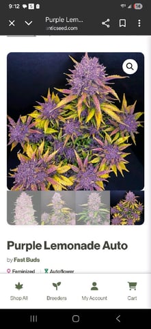 triangle kush  — done, day 103