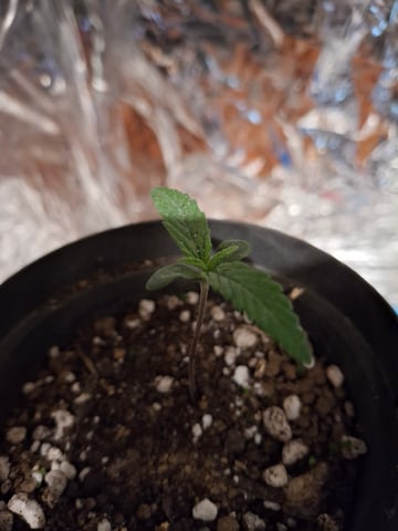 1st Grow - ROYAL MOBY (indoor)(photop.) — seedling_rooting, day 4