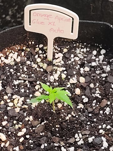 something new — vegetative, day 22