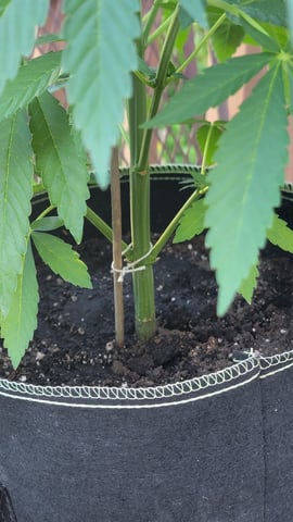   odog grow  — vegetative, day 1