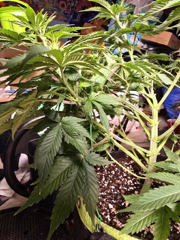  1 Blue Zushi x Venom & 1 Jack Here x Strawberry Cookies OG — flower, day 50