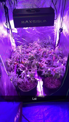 blueberry cupcake  — flower, day 121