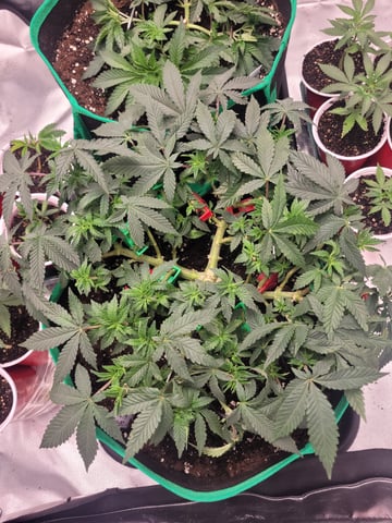 chemdog  — vegetative, day 29