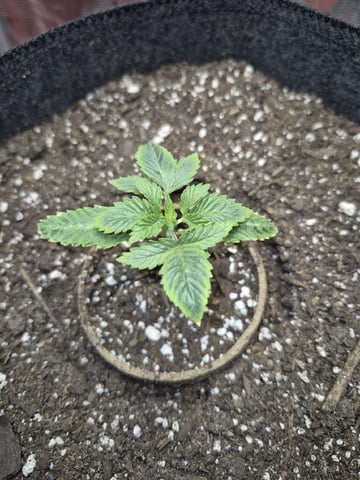 Grow 1 2026 Dream Widow — vegetative, day 18