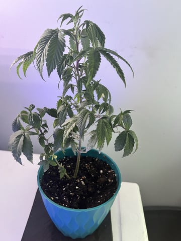 White Widow Auto — flower, day 73