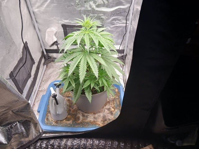 2nd Grow 2026  — vegetative, day 31